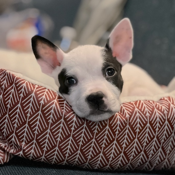 Meet your Posher, Amanda - Picture 4 of 5